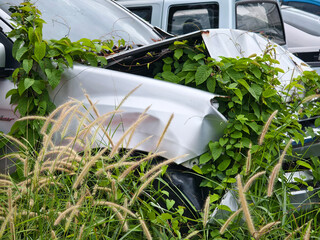 Abandoned cars after accidents in a dense overgrown setting