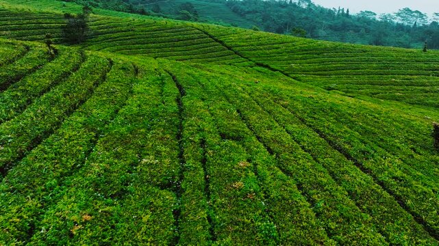 Misty morning in Indonesia Highlands tea plantation