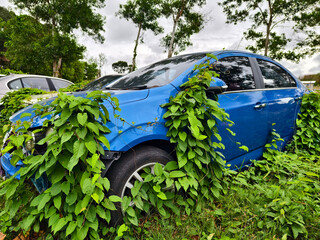 Abandoned cars after accidents in a dense overgrown setting