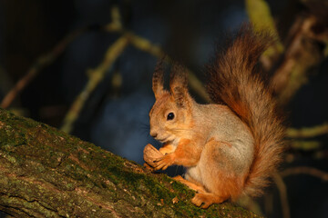 squirrel eating nut