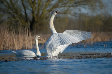 swan on the water