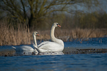 swans on the lake