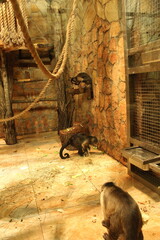 Small monkeys of the capuchin breed run and frolic enclosure. Monkeys in the zoo