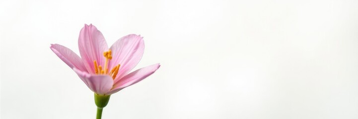 Obraz premium Delicate bell-shaped flower on white background, botanical garden, white background,