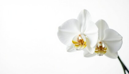 Delicate white orchid blossom against pure white backdrop, smooth, wildlife, fresh