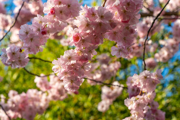 Pink flowers on a tree. The tree is green. The sky is blue. Branches of blossoming cherry tree.