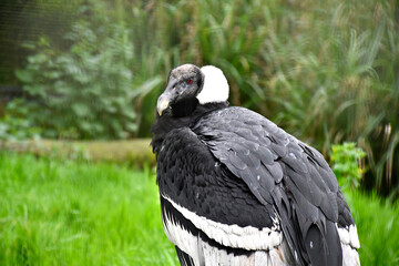 Condor des Andes