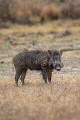 wild male Indian boar or Andamanese pig or Moupin pig or Sus scrofa cristatus in natural scenic green open field grassland area at panna national park forest tiger reserve madhya pradesh india asia