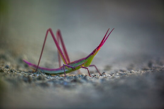 (Acrida ungarica) resting pose