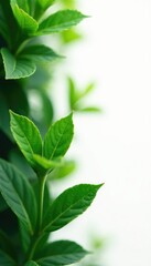 Fototapeta premium Leafy greens isolated on white background with soft focus effect, botanical, leaves, nature