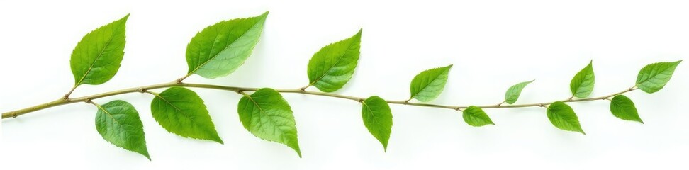 Fototapeta premium Leafy stem with large leaves and vines isolated on white background, foliage, leafy stems