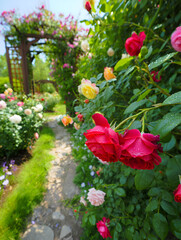 flowers in the garden