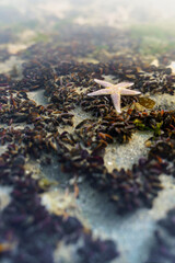 Mussel beds with Starfish or North Sea stars in Dutch waters