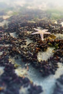 Mussel beds with Starfish or North Sea stars in Dutch waters
