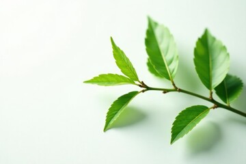 Obraz premium Single branch with delicate leaves on white background, texture, greenery, branches