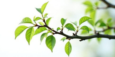 Obraz premium Single branch with intricate details isolated on white background, isolated, texture, tree
