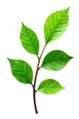 Fototapeta premium Single branch with intricate details isolated on white background, green, leaf