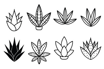 haworthia leaf line art illustration detailed minimalist nature drawing  