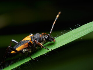 Paracorymbia