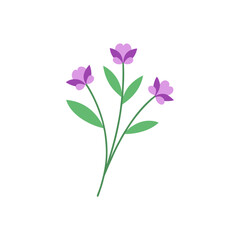 violet flower isolated on white background