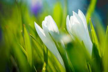 White Crocus Flowers in Green Grass