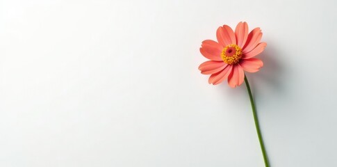 Single flower with long stem on a white background, flowers, stem