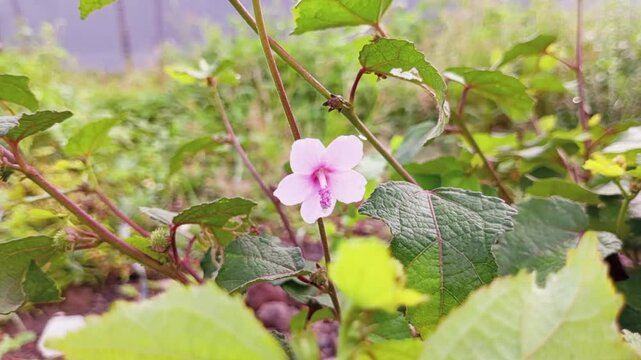Pulutan (Urena Lobata) has health benefits as a herbal medicine, both the leaves, roots, and all parts of the plant, because it contains antiseptic, anti-inflammatory, and antioxidant properties.
