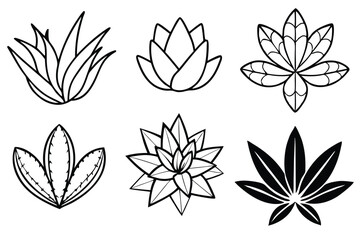 haworthia leaf line art illustration perfect for elegant wall prints  
