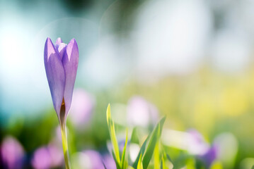 Spring Flowers with green grass and blurred background.