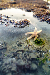 Walking starfish in mussel banks in seawater along breakwater at coast