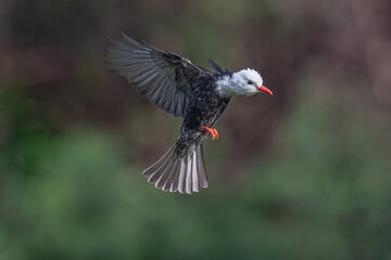 black tailed hummingbird