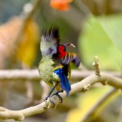 blue tit on tree branch