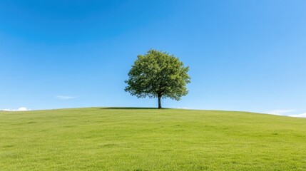 Fototapeta premium A lone tree stands on a grassy hill under a clear blue sky. The composition is simple, focusing on the trees isolation. The image is high-quality, with sharp details and even lighting. Its style is