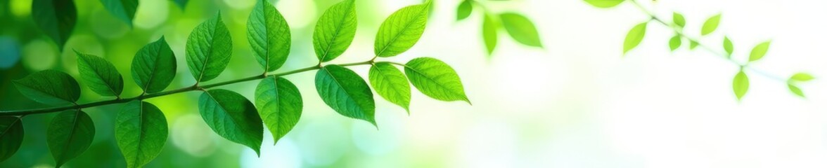 Fototapeta premium Foliage in shades of green on white background, leaves, botanical, green