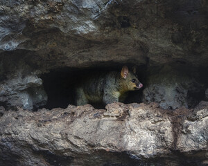 Australian possum