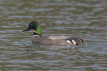 Fototapeta premium duck in the water