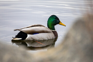 duck on the water