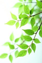 Leafy branches with delicate green leaves isolated on white background, photography, closeup