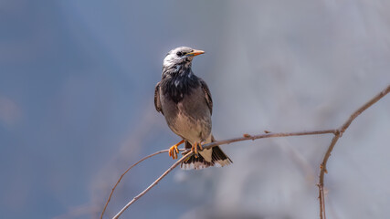 red tailed hawk perched