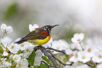 red headed bee eater
