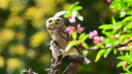 barn owl perched on branch