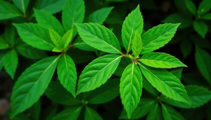 Symmetrical leaf arrangement on plant, natural repeating shape, branch, details, repeating
