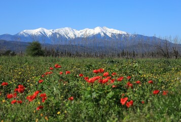 Snow-covered Massif du Canigou against backdrop of blue sky, viewed from wild flower meadow on spring day. Pyr&eacute;n&eacute;es-Orientales department, southern France