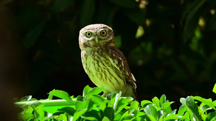 owl sitting on a branch