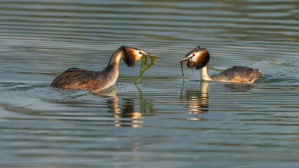 two pelicans in the water