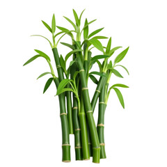 Lucky_Bamboo_Plant_Green_Stalks_and_Leaves