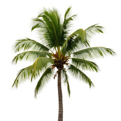 Fototapeta premium Palm_Tree_Isolated_Tropical_Island_Vacation_Exotic_Nature