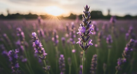 Obraz premium Sunset's Embrace, Lavender's Kiss AI Generated