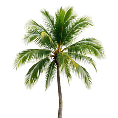Tropical-Palm-Tree-Isolated-on-Black_Background