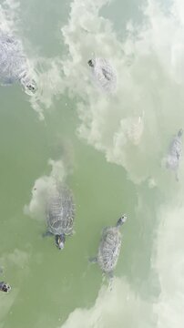 freshwater turtles swimming in lake